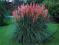 Różowa Trawa PAMPASOWA -  sadzonki p9