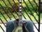 Gibson Les Paul Custom Silverburst 1979 OHSC