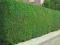 NA ŻYWOPŁOT LIGUSTR POSPOLITY NASIONA #70NA#