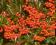 KRZEWY OZDOBNE OGNIK SZKARŁATNY NASIONA #63NA#