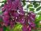 KRZEWY OZDOBNE ROBINIA RÓŻOWA 100 NASION #28NB#