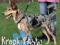 Trixie Szelki Easy Walk L 45-65