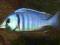 PLACIDOCHROMIS ELECTRA