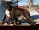 American Staffordshire Terrier - Amstaff - FCI