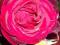 Róże róża Wielkokwiatowa BURGUND  Rosa Ogród