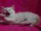Koty Syberyjskie Neva Masquarde - kocurek PABLO
