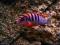 LABIDOCHROMIS HONGI RED TOP