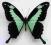 Papilio phorcas 91mm Afryka Centralna