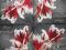 Serwetki do decoupage - tulipan 2