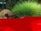 Wysoka trawa(175cm) MISKANT GRACILLIMUS