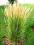 Efektowna trawa TRZCINNIK KARL FORESTER - 180cm