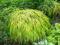 TANIO ------Japońska TRAWA BAMBUSOWA AUREOLA