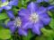 Clematis wielkokwiatowy Lady Betty Balfour WIELKI