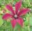 Clematis Gravetye Beauty CZERWONE TULIPANY