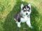 Siberian Syberian Husky Leszno WLKP