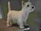 West Highland White Terrier Piesek 15 tygodni