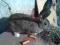 Królik króliki Samice belgijski olbrzym szary BOS
