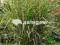 Miscanthus Zebrinus Miskant trawa w paski