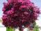 ~~   LAGERSTROEMIA     NASIONA 50 szt. + GRATIS ~~
