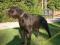 cane corso FCI