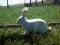 Królik króliki BOB Belgijski Olbrzym Biały Parka