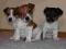 Jack Russell Terrier od Smartie Jacks