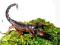 Pandinus cavimanus L2 - Twój pierwszy skorpion