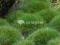 Festuca scoparia - Niedźwiedzie futro -okrywowa