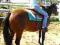 American Quarter Horse ,AQH,klacz