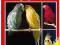 Papugi i papużki MULTICO SUPER CENA