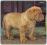 Dogue de Bordeaux dog / mastif - piesek FCI ZKwP