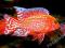 AULONOCARA FIRE FISH OK 6 CM SUPER CENA W-wa,Pol