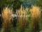 CALAMAGROSTIS  Karl Foerster