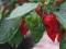 NASIONA PAPRYKI CHILI 7POT RED +GRATIS!