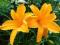 Hemerocallis, lilioweic ogrodowy ,,pomarańczowy''