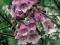 Nasiona Paulownia Omszona