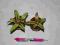 Cryptanthus Skrytokwiat bromel. vivarium terrarium