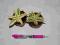 Cryptanthus skrytokwiat bromel. vivarium terrarium