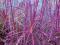 Miscanthus 'Purple Fall' Miskant fioletowoczerwony