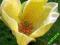 MAGNOLIA BROOKLIŃSKA ODMIANA Yellow Bird