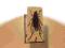 Cerambycidae sp-Chiny A1/A1-