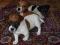 Wzorcowe Jack Russell Terrier od Smartie Jacks