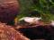 White Pearl 10 szt - Neocaridina