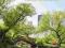 Muzyka relaksacyjna -  CENTRAL PARK NOWY YORK
