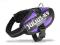 Uprząż Julius-K9 IDC Baby 2 33-45 cm, purpurowy