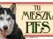 SIBERIAN HUSKY TABLICZKA NA DRZWI BRAMĘ PIES