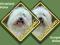 COTON DE TULEAR NAKLEJKI NA SAMOCHÓD