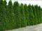 THUJA SZMARAGD-STOŻKOWA PIEKNOŚĆ, HIT ŻYWOPŁOTÓW