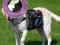 Trixie Plecak dla psa M 23x15cm czarny [30102]