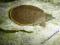 Żółwiak kolcowaty W-WA URSYNÓW